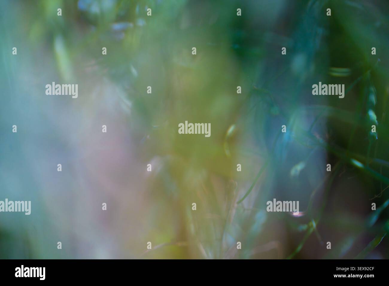 Abstrakter grüner, goldener und blauer Bokeh-Hintergrund mit weich verschwommenem Laub und blassen Rosatönen Stockfoto