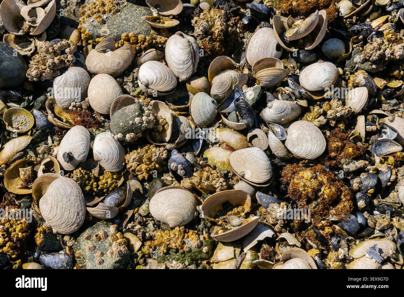 Barnacles und Clam Shells an einem Nordweststrand Stockfoto