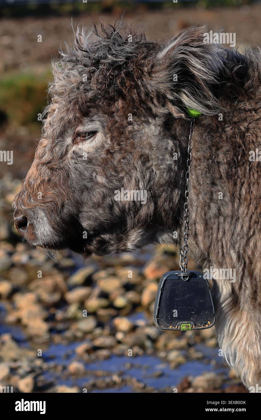 Die haarige Coo Highland-Kuh auf der Isle of Skye, Schottland, zeigt graues zotteliges Gesicht, Nahporträt, Ohrmarke und haarige Coo in einer klaren schottischen Reiseansicht. Stockfoto