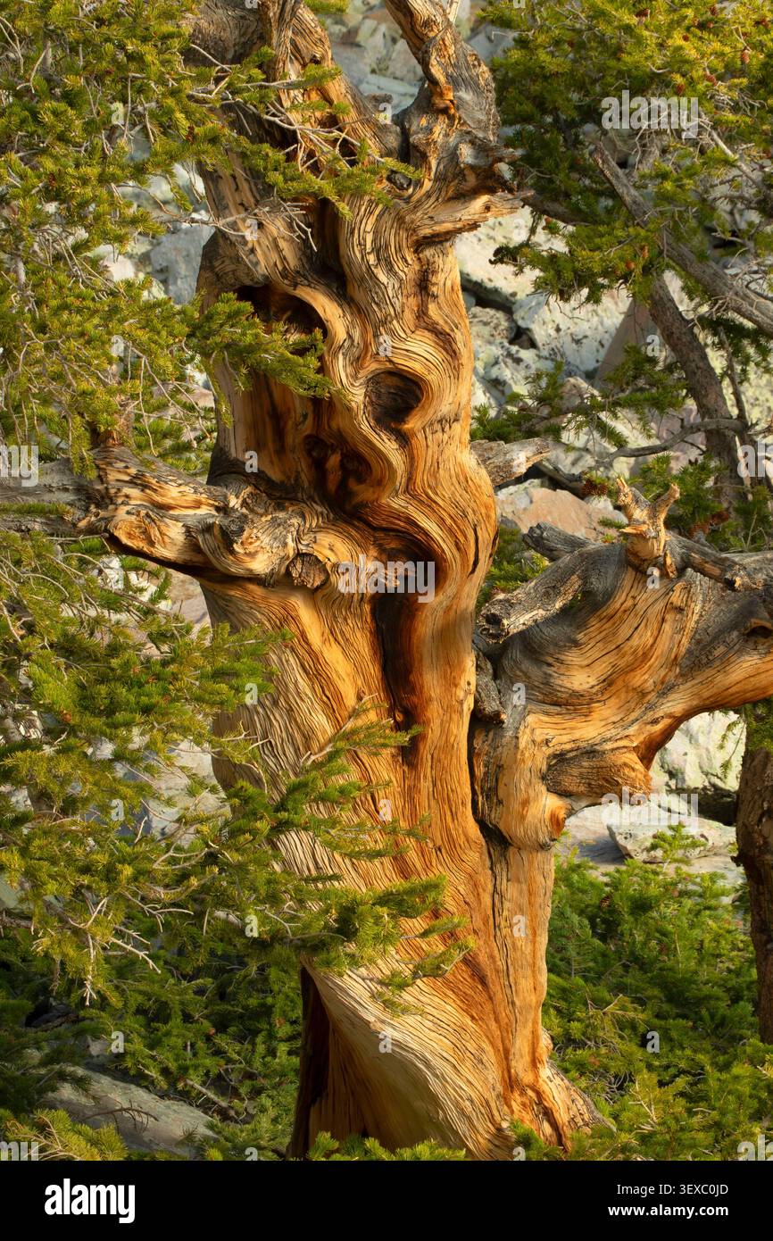 Bristlecone Pine (Pinus longaeva) entlang des Bristlecone Trail, Great Basin National Park, Nevada Stockfoto
