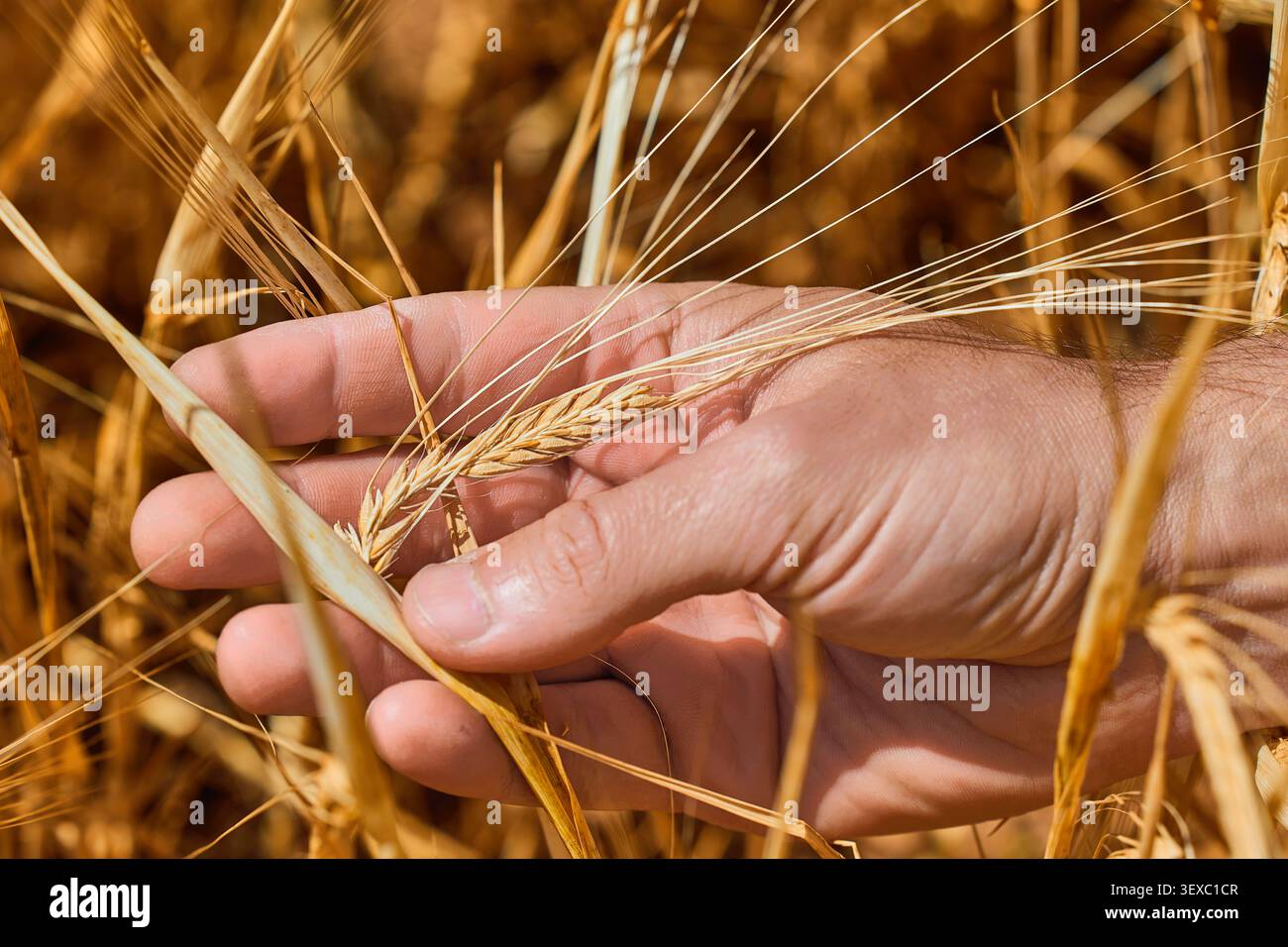 Weizen- und Gerstenanbau auf einem Feld im Sommer in Spanien. Nahaufnahme der Hände eines Bauern, die reife Gerstenspikelets untersuchen. Stockfoto