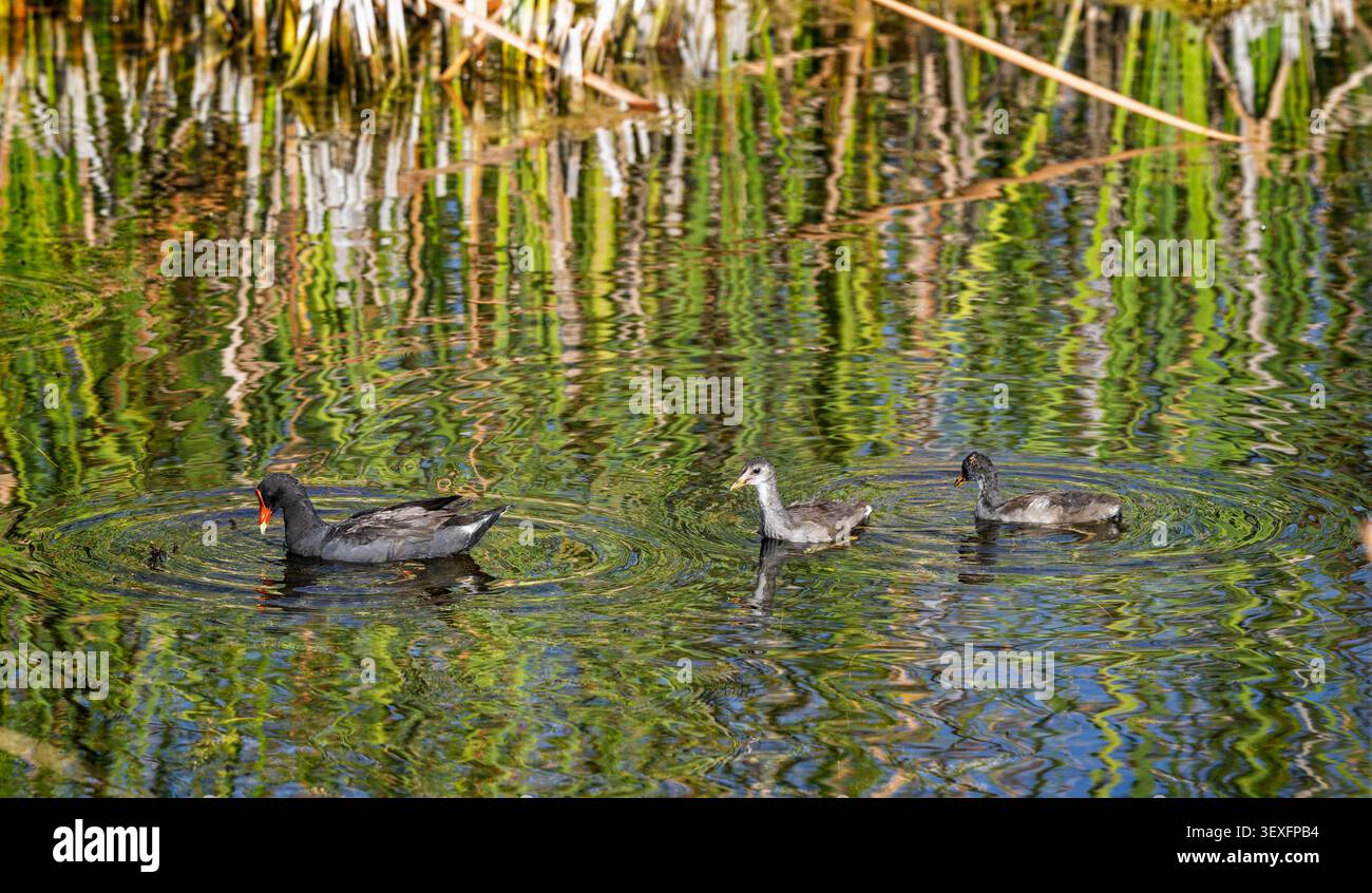 Gallinule mit Küken in den Feuchtgebieten des Lake Apopka, Florida, USA Stockfoto