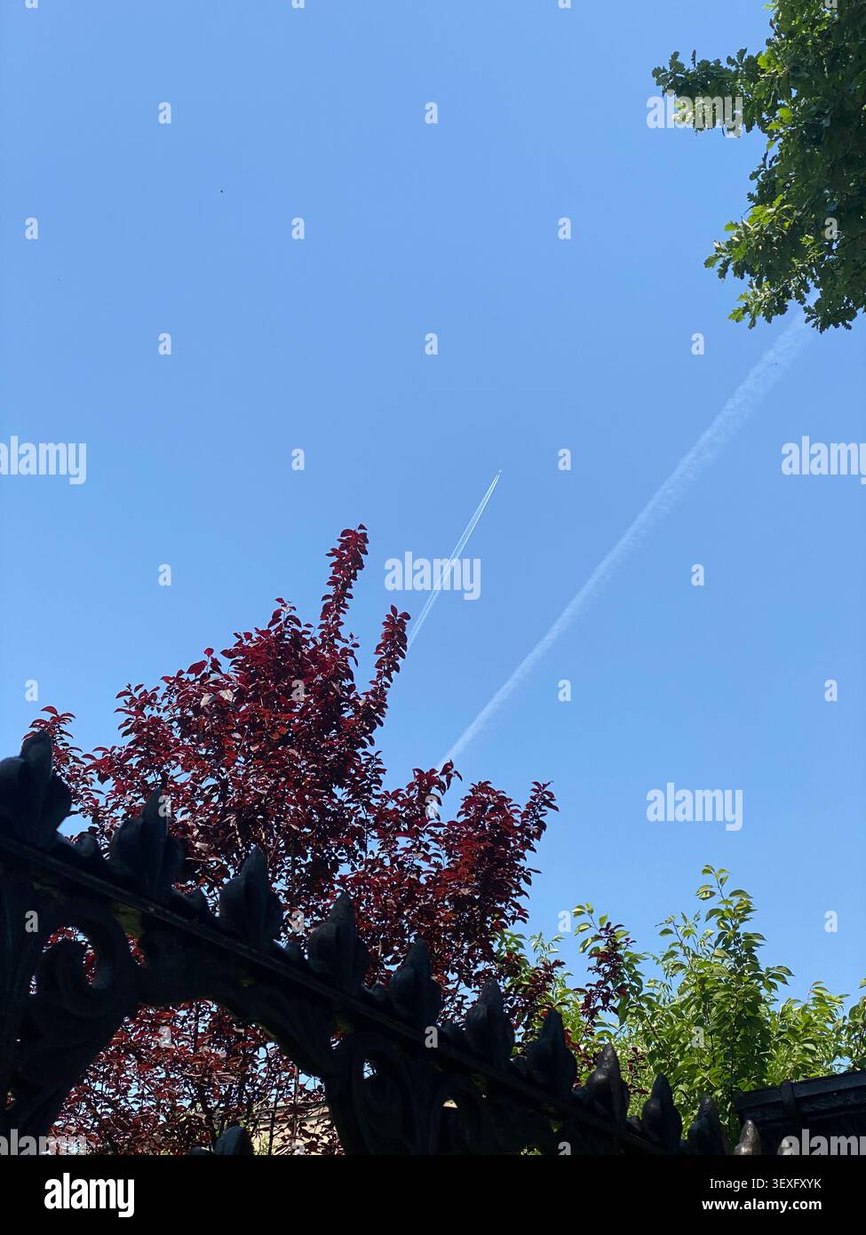 Flugzeugkontrail streift über klarem blauem Himmel über lila Laubbäumen, grünem Laub und ornamentalem schmiedeeisernen Zaun - Smartphone-aufgenommenes Stockfoto