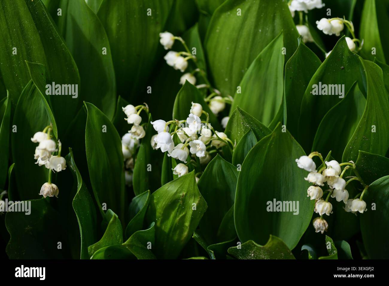 Potsdam, Deutschland, 16. Mai 2026. Maiglöckchen (Convallaria majalis) auf der Freundschaftsinsel – dichtes Laub und weiße Blüten bei natürlichem Licht. Stockfoto