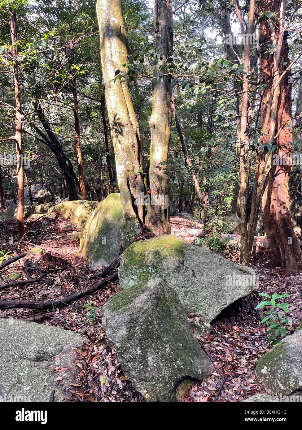 Waldbäume und moosige Steine im Sonnenlicht. Stockfoto