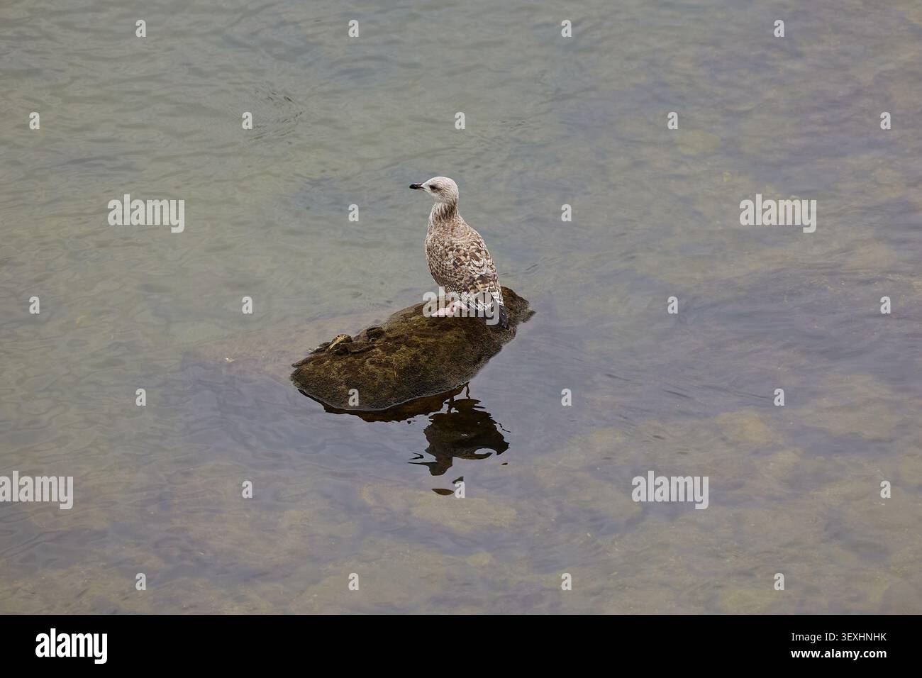 Möwe auf Felsen, die aus dem Wasser ragen. Stockfoto