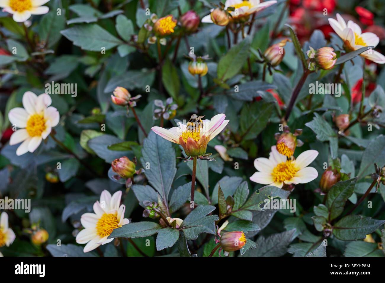 Hummel sammelt Nektar von der Blume. Stockfoto