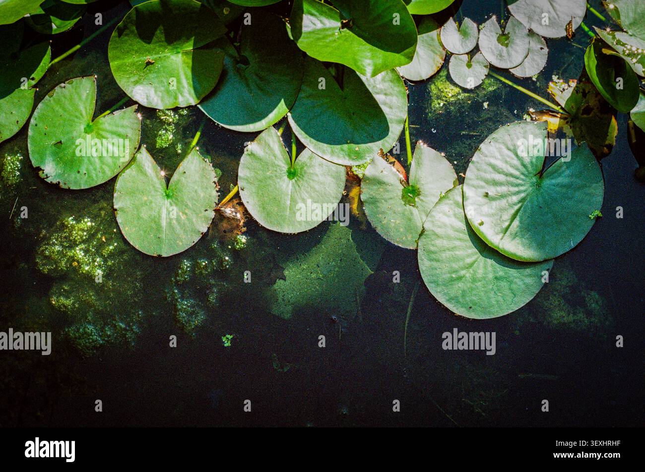 Wasserlilien bei Sonnenschein Stockfoto