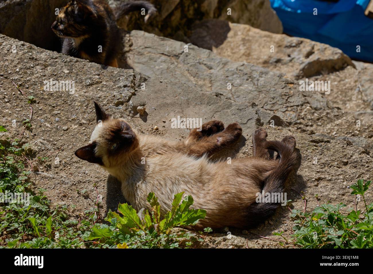 Zwei Kätzchen spielen auf der Straße eines Bergdorfes in Spanien. Stockfoto