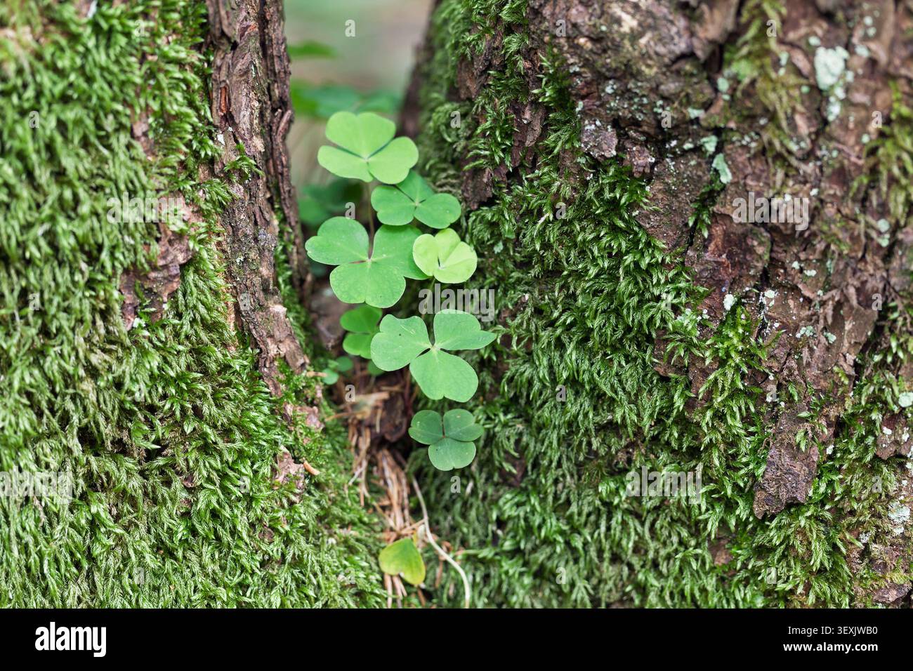 Sauerampfer (Oxalis acetosella), Oberbayern, Deutschland Stockfoto