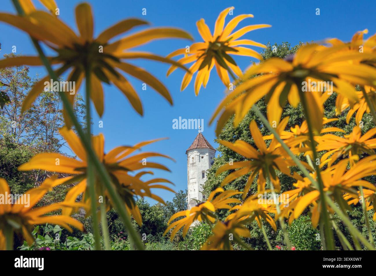 Blühender Konflower im Bezirkslehrgarten Bad Grönenbach, mit einem Turm der Burg im Hintergrund, Unterallgäu, Allgäu, Bayern, GE Stockfoto