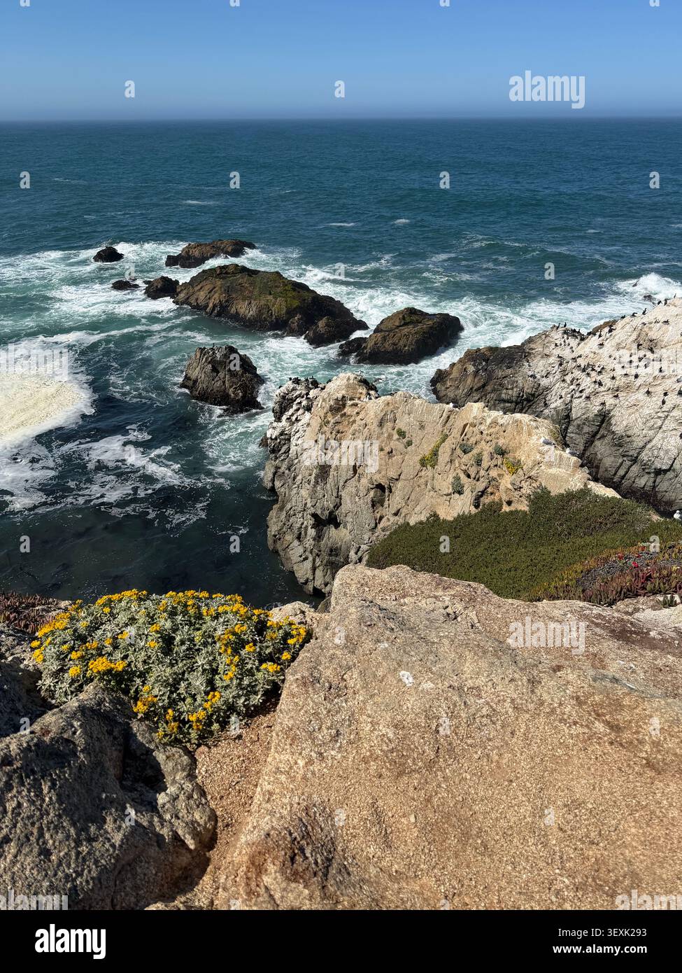 Blick auf den Pazifischen Ozean von einer Klippe am Bodega Head an der kalifornischen Küste an einem sonnigen Sommertag. Stockfoto