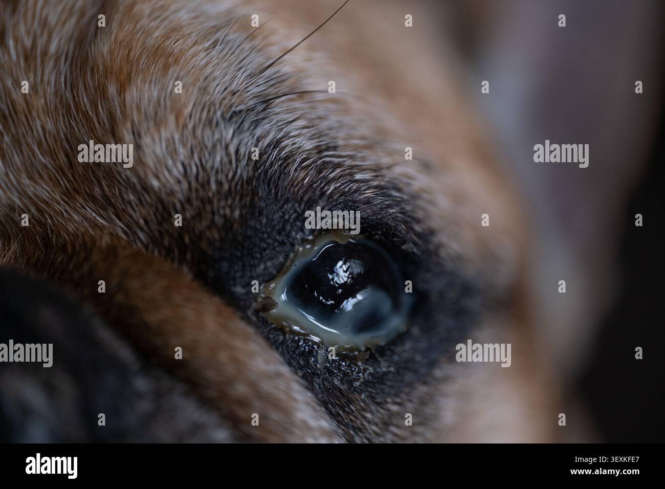 Nahaufnahme eines französischen Bulldoggenauges mit sichtbarem Augenausfluss Stockfoto