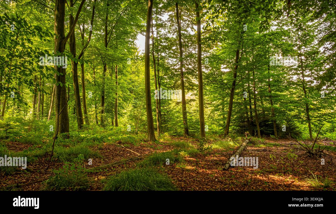 Dicht grüner Wald mit flauschigem Sonnenlicht filtert durch die Bäume in Deutschland. Das Bild fängt die ruhige Atmosphäre einer Waldszene ein, hochlig Stockfoto