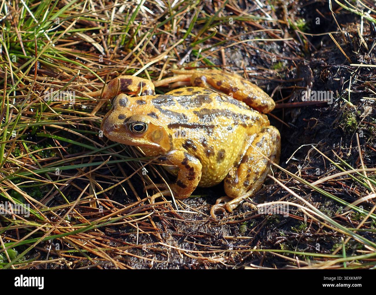 Gewöhnlicher Frosch (Rana Temporaria) nahe dem Gipfel von Gragarerth auf Leck Fell nahe Leck im Yorkshire Dales Nationalpark, England, UK. Stockfoto