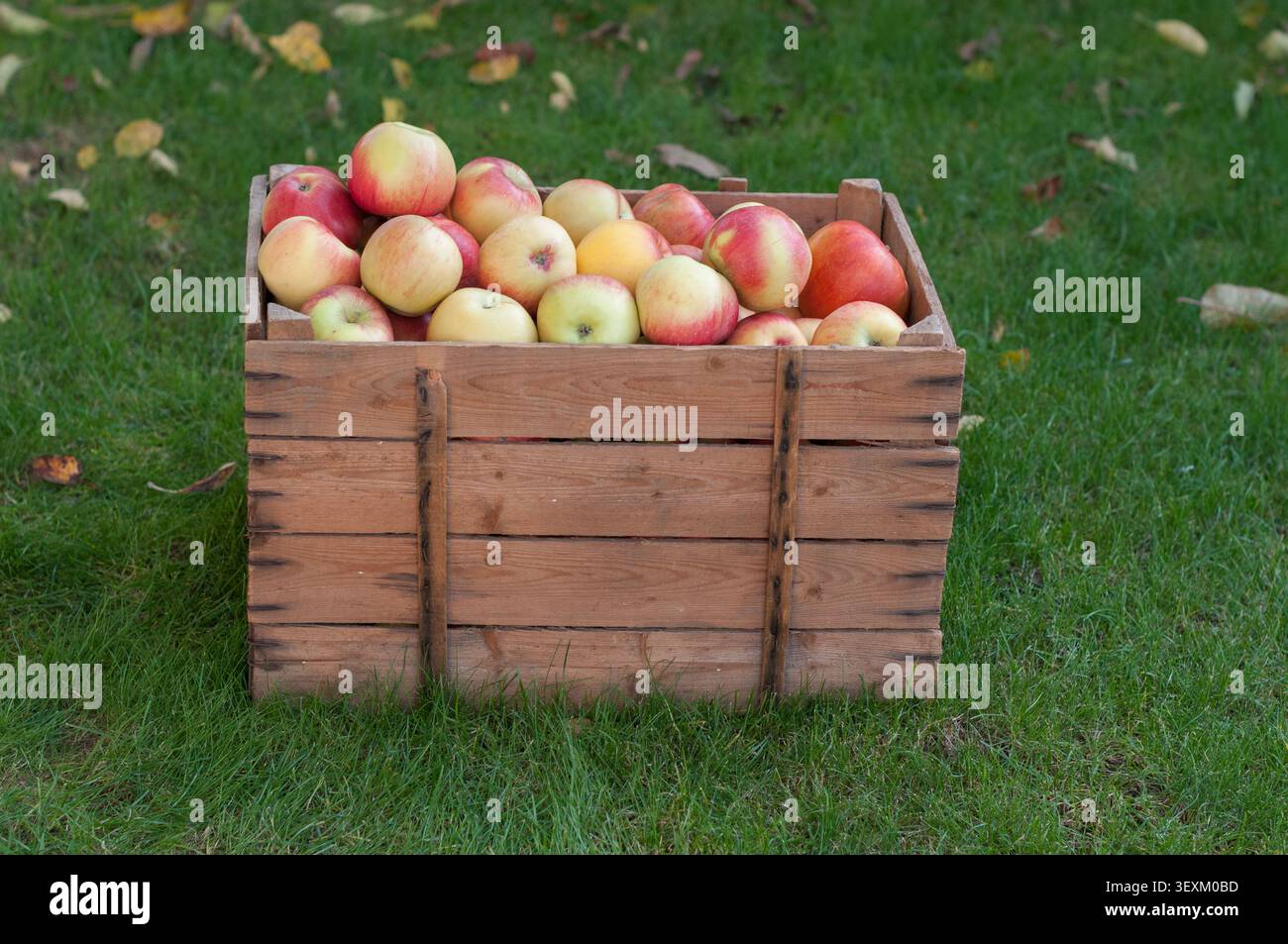 Frische, reife rote Äpfel in einer traditionellen Holzkiste auf grünem Gras mit herabfallenden Herbstblättern. Seitenansicht mit Hervorhebung des ab Stockfoto