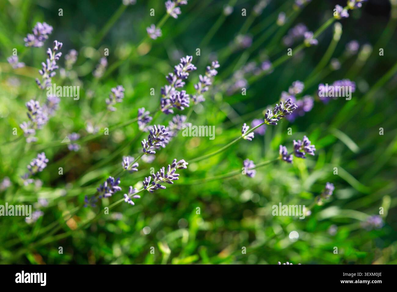Blühendes Lavendelblumenfeld an sonnigem Tag mit weichem grünem Bokeh-Hintergrund. Violette Kräuterpflanze aus nächster Nähe für ein ästhetisches Konzept im Sommer Stockfoto