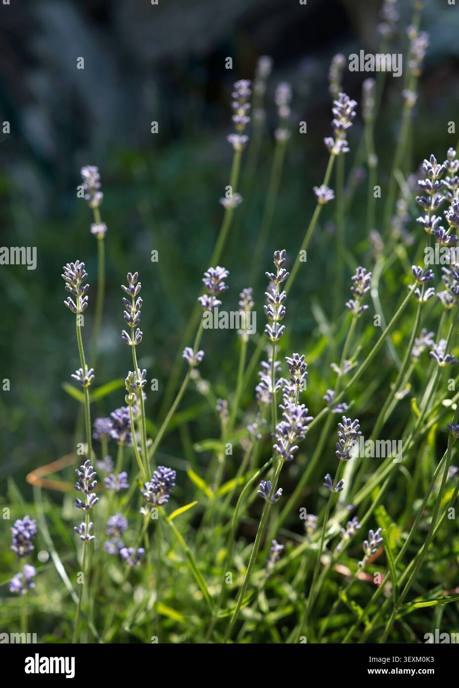 Blühendes Lavendelblumenfeld an sonnigem Tag mit weichem grünem Bokeh-Hintergrund. Violette Kräuterpflanze aus nächster Nähe für ein ästhetisches Konzept im Sommer Stockfoto