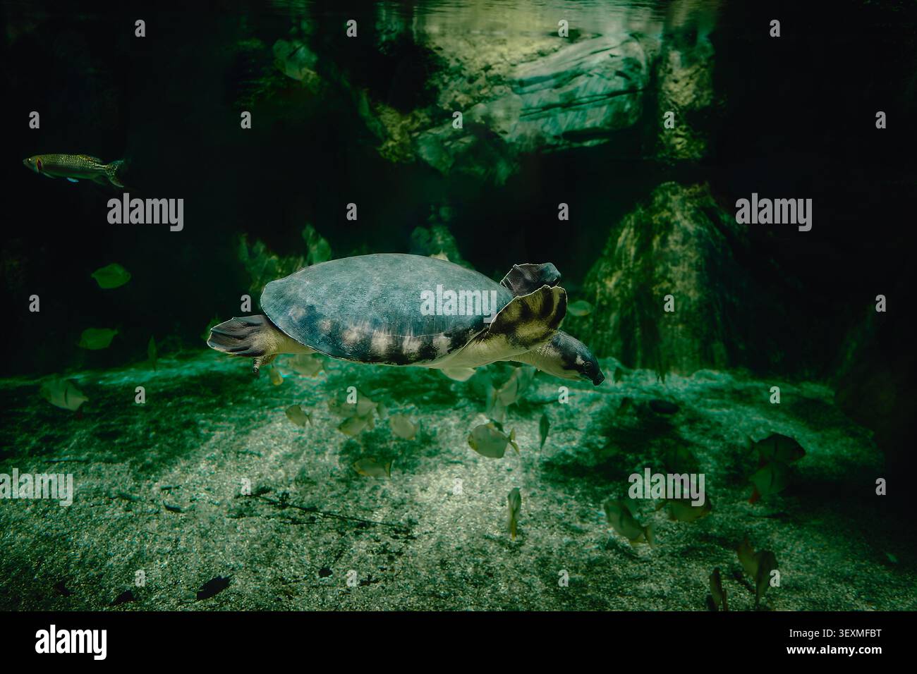 Von unten eine ruhige große Schweinsnasenschildkröte, die im Ozeanarium schwimmt Stockfoto