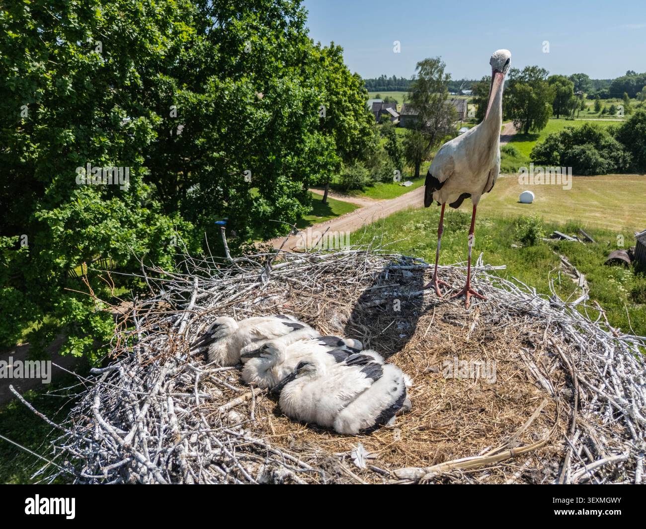 Aus der Vogelperspektive eines Weißstorchs, der drei Küken in einem großen Nest über der Landschaft an einem sonnigen Sommertag in einer friedlichen ländlichen Landschaft bewacht. Stockfoto