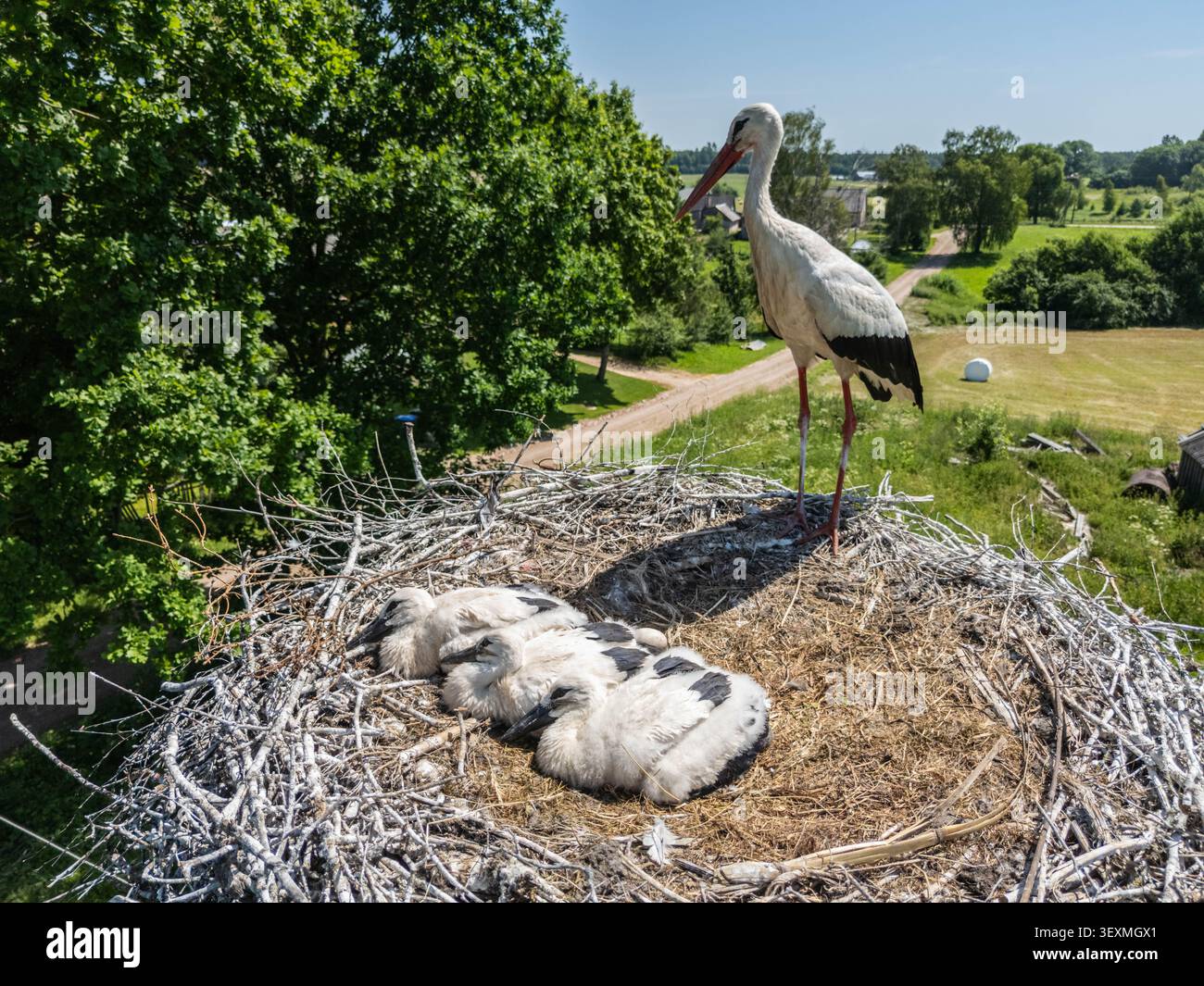 Aus der Vogelperspektive eines Weißstorchs, der drei Küken in einem großen Nest über der Landschaft an einem sonnigen Sommertag in einer friedlichen ländlichen Landschaft bewacht. Stockfoto