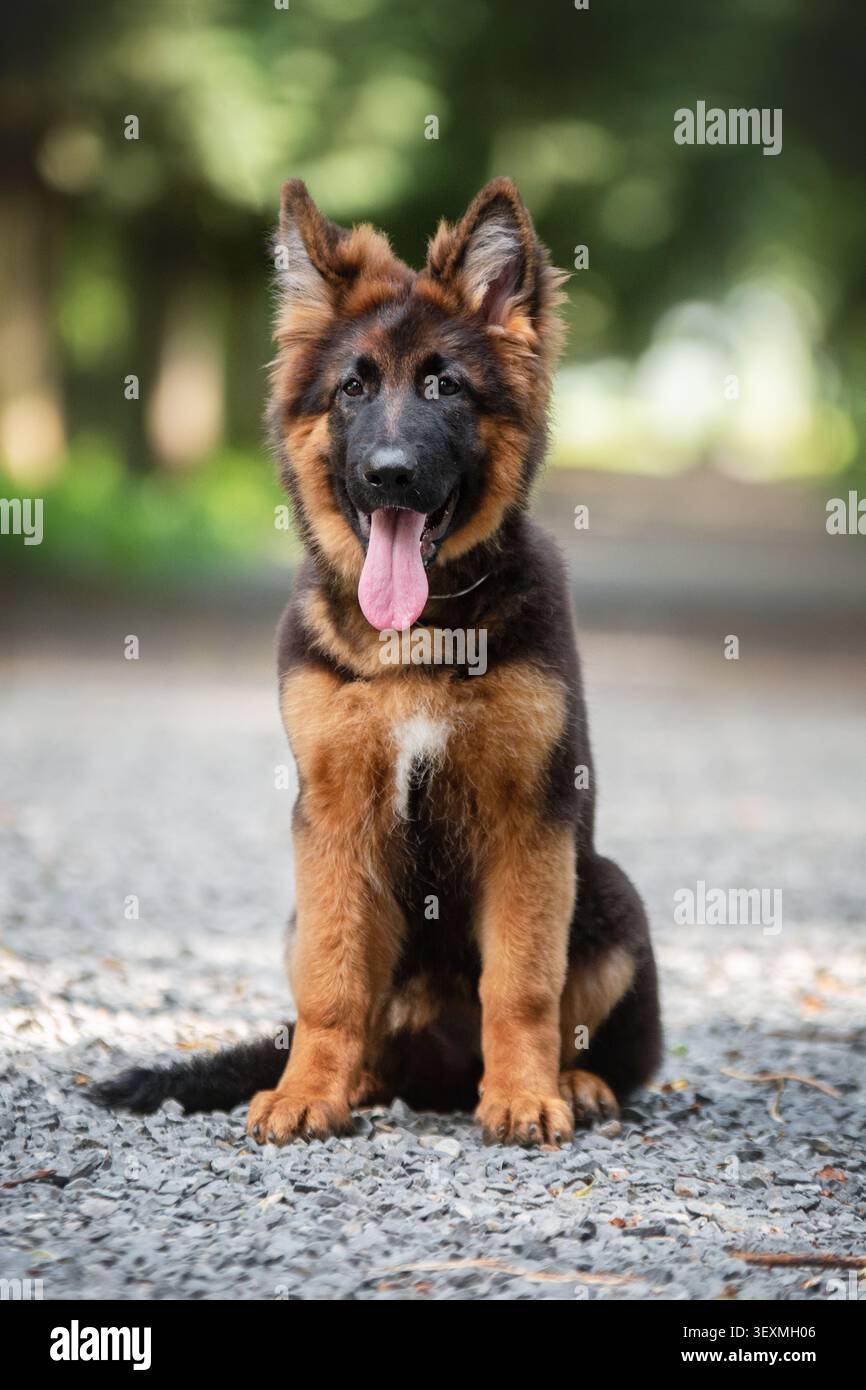 Junger Schäferhund, der auf einem Parkweg sitzt und in die Kamera schaut. Reinrassiger Arbeitshund, treuer Begleiter und Outdoor-Porträt. Stockfoto