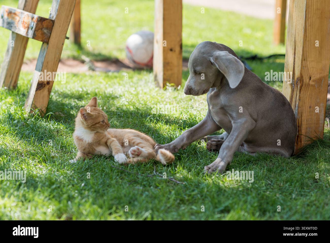 Ein verspielter Weimaraner-Welpe und ein Ingwerkätzchen stehen einander in einem sonnigen Garten gegenüber. Grünes Gras, hölzerne Spielhauselemente und eine sanft verschwommene Socke Stockfoto