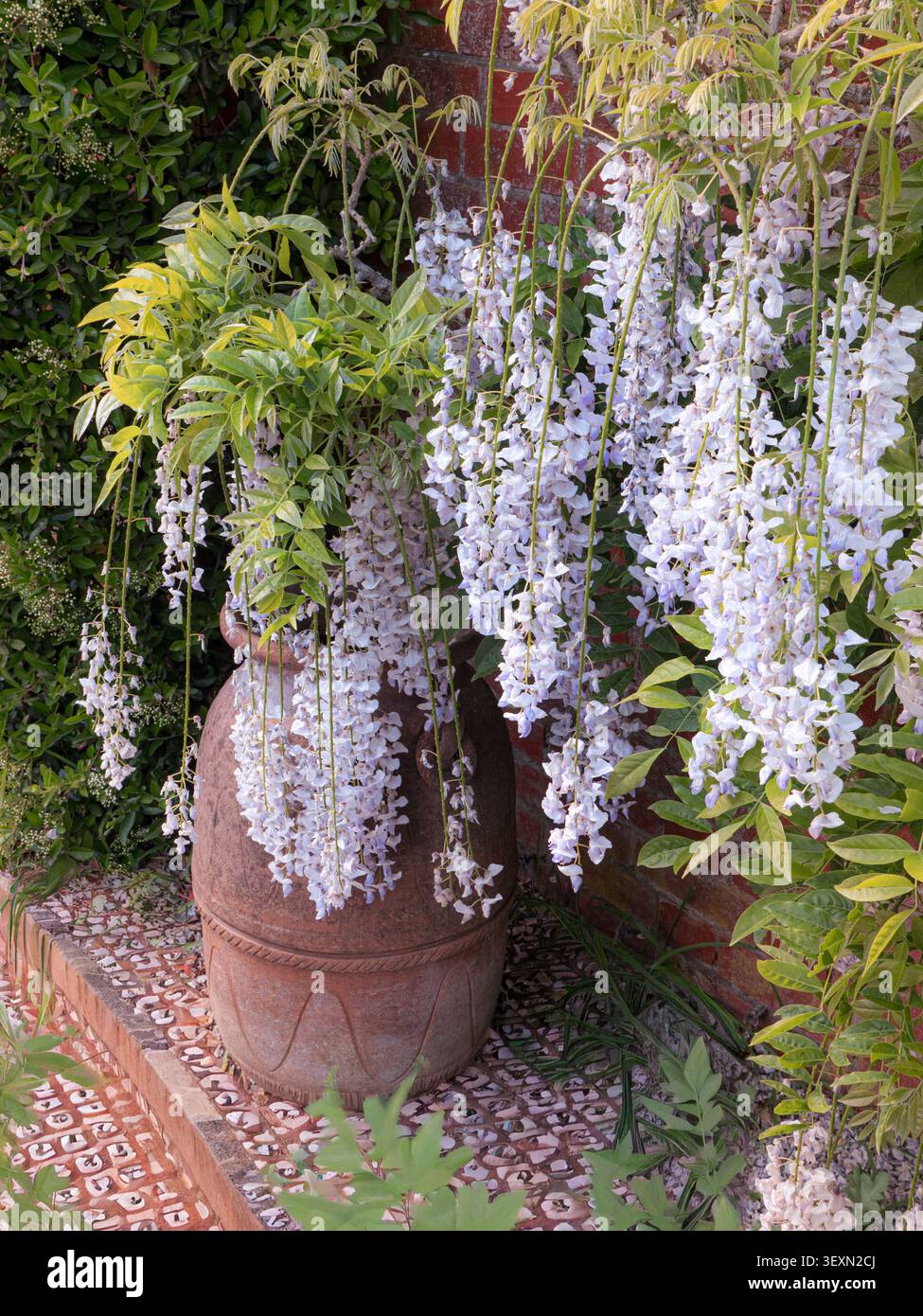 Weiße Glyzinie, speziell wahrscheinlich die Wisteria floribunda 'Shiro-noda' (Japanische weiße Glyzinie) mit dekorativem Terrakottatopf RHS Wisley Surrey UK Stockfoto