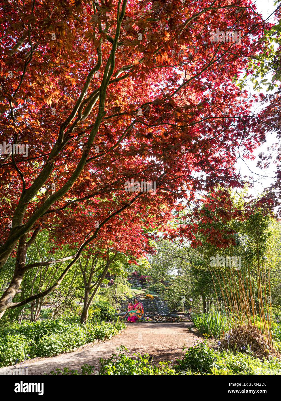 Japanischer Ahorn (Acer palmatum) mit leuchtend roten Blättern im Frühling. Weg, der zu einer asiatischen Dame und Familie führt, die im RHS Wisley Gardens in Surrey, UK, sitzen Stockfoto