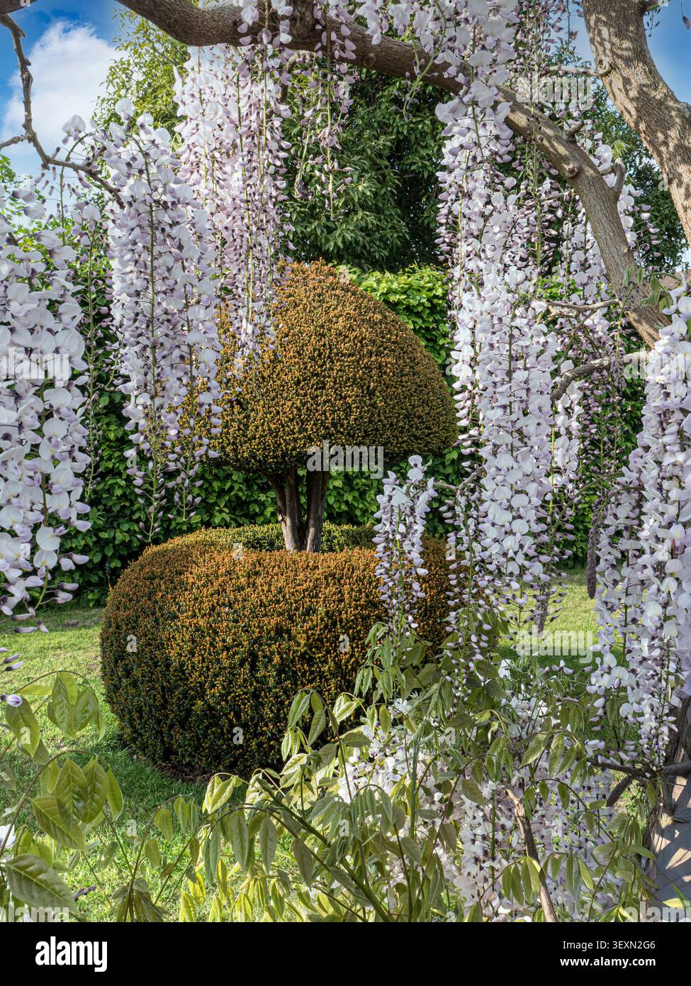 RHS Wisteria floribunda 'Kimono' Detail, gepflanzt entlang des ikonischen Wisteria Walks mit attraktivem Eiben-Topiärdesign bei Sonnenschein im RHS Garden Wisley Surrey UK Stockfoto
