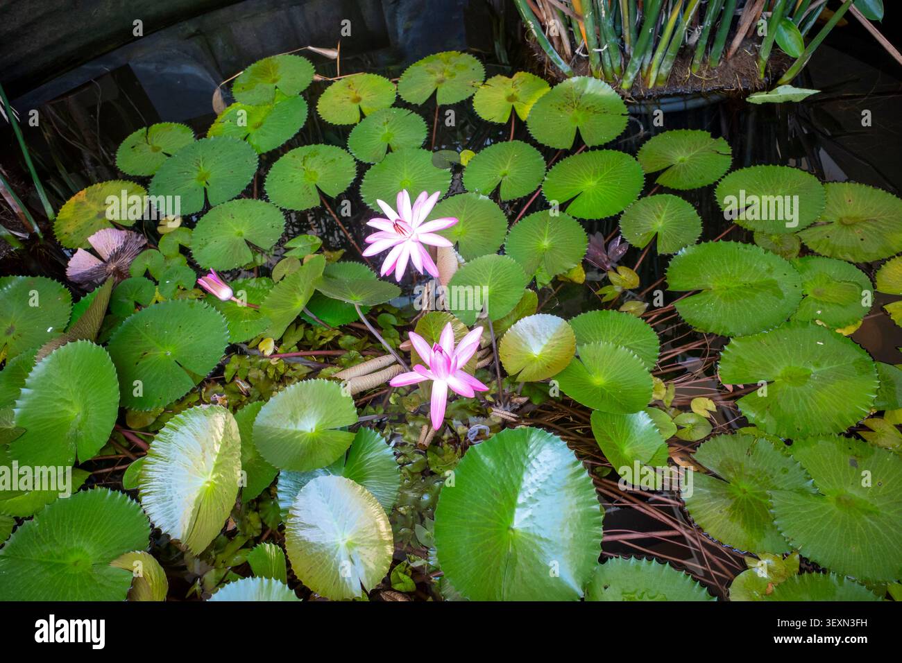 Rosa Seerose, Bunga Teratai, Nymphaea Rubra (Pubescens) in einem künstlichen Becken. Stockfoto