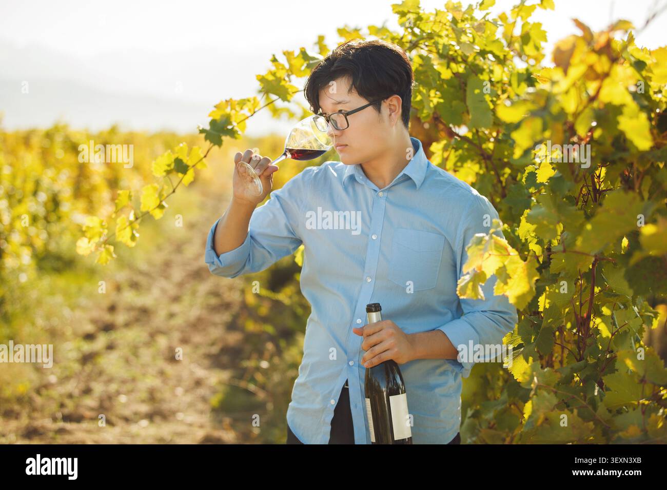Professioneller Sommelier, der Rotwein auf Weinbergen im Hintergrund verkostet Stockfoto