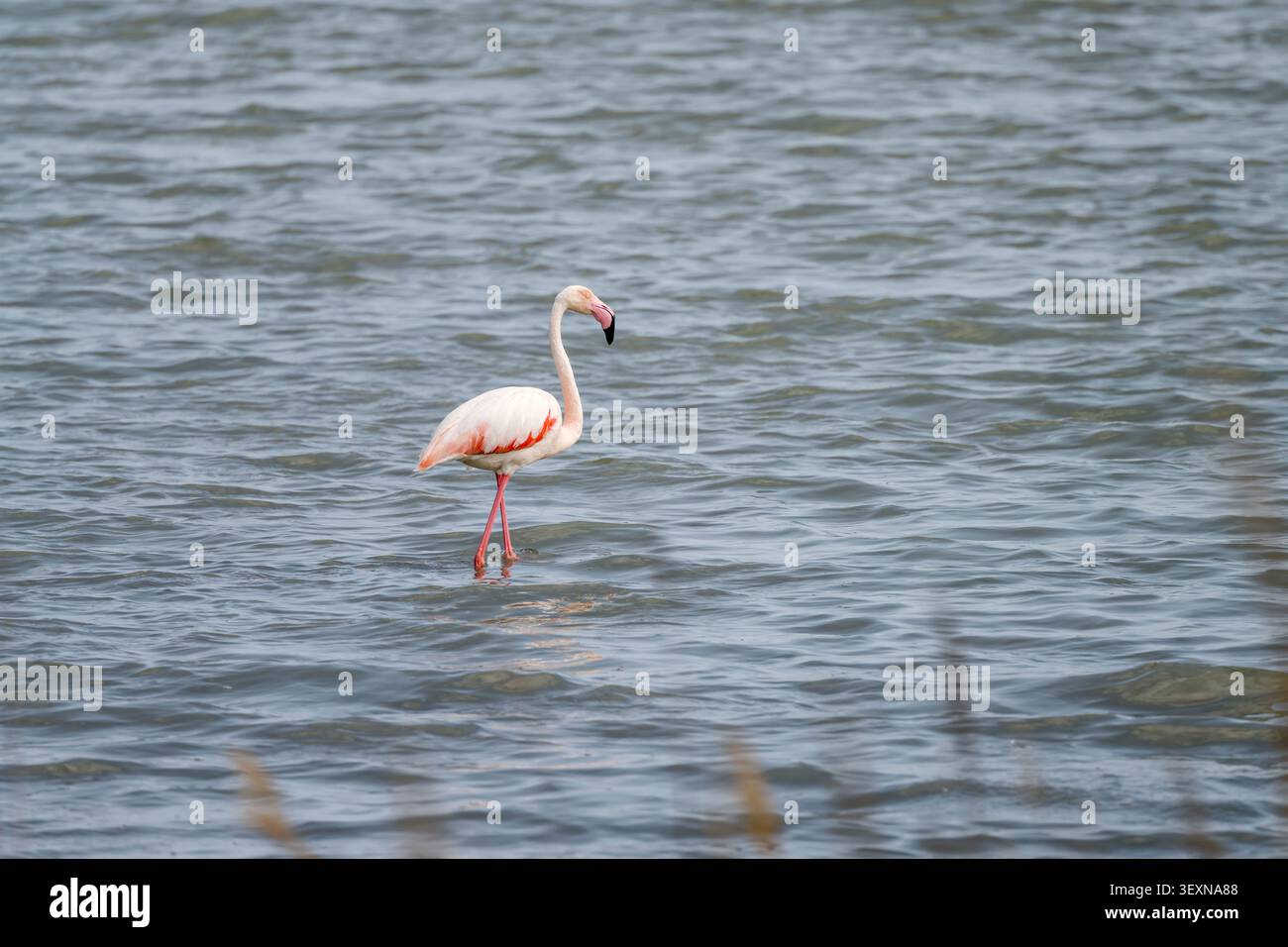 flamingo mit roten Federn, die sich bewegen, und Möwen, die im flachen Wasser schwimmen, aufgenommen in hellem Frühlingslicht in der Lagune von Montelargius, Cagliari, Ital Stockfoto
