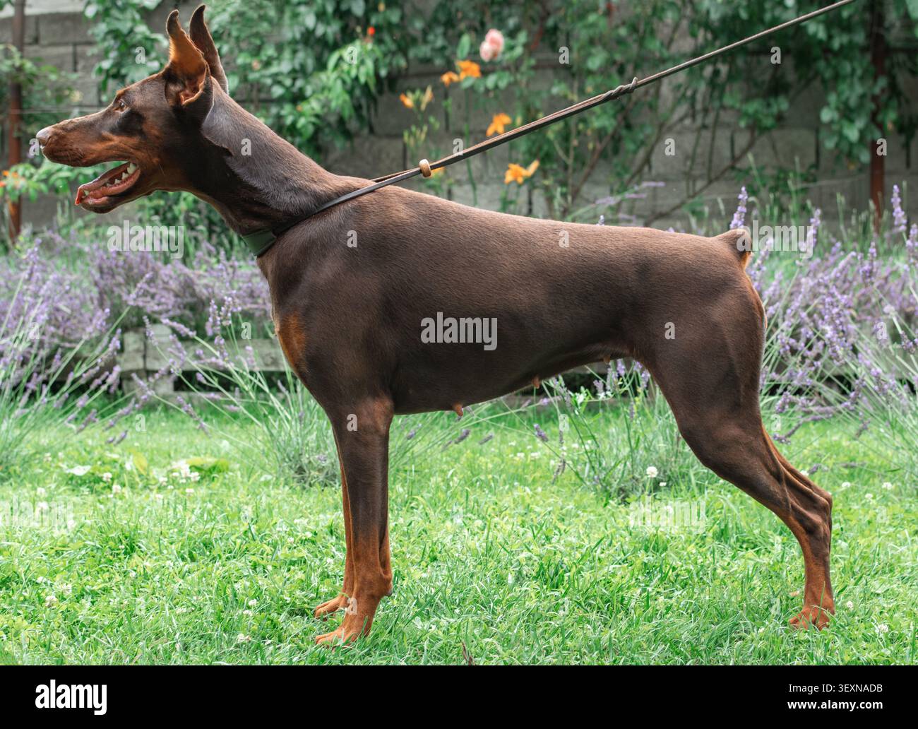 Reinrassiger brauner Doberman Pinscher, der auf grünem Gras steht Stockfoto