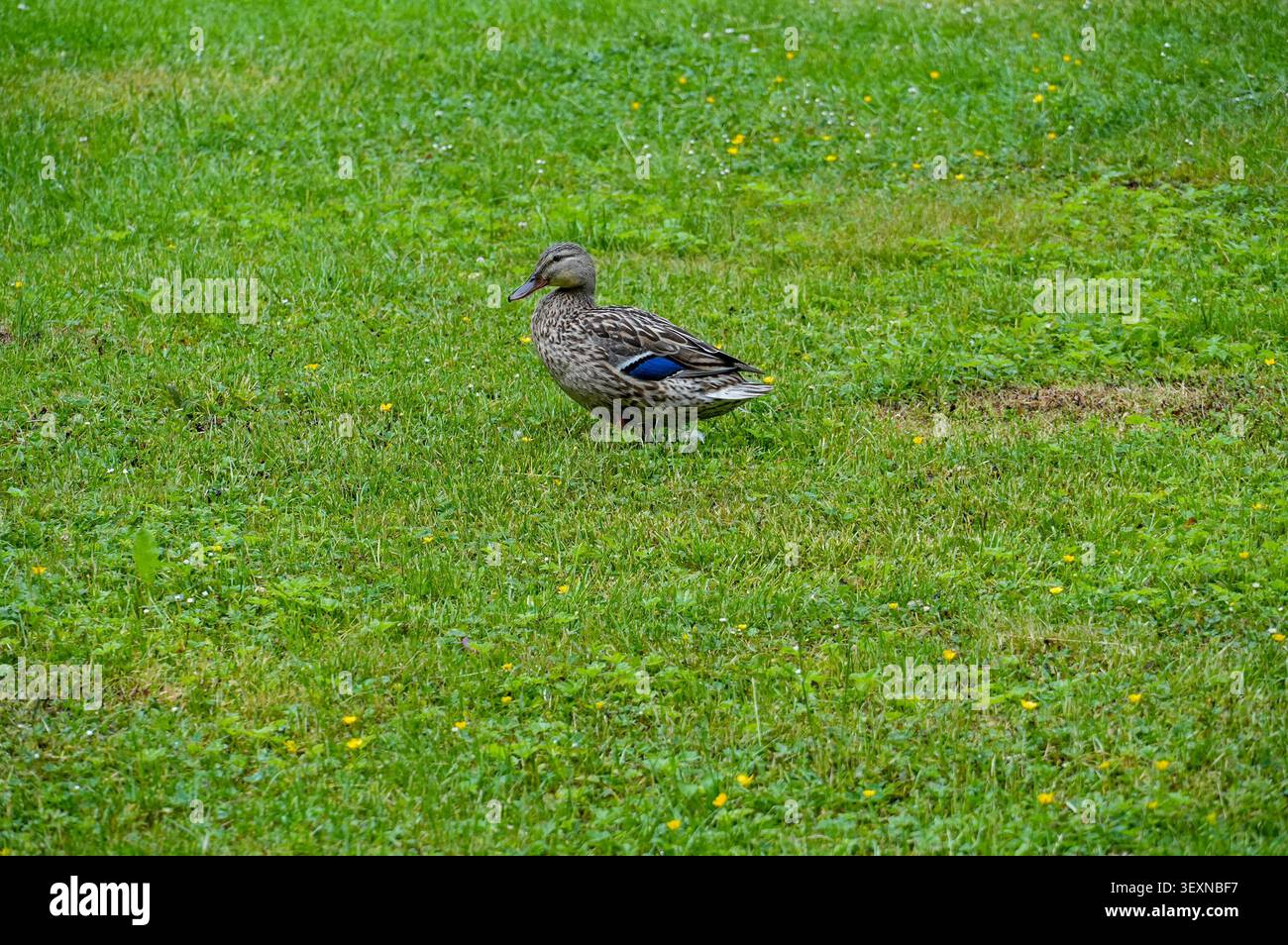 Stockente auf einem grünen Rasen im Park im Frühling. Wasservogel. Dromedar auf dem See. Stockfoto