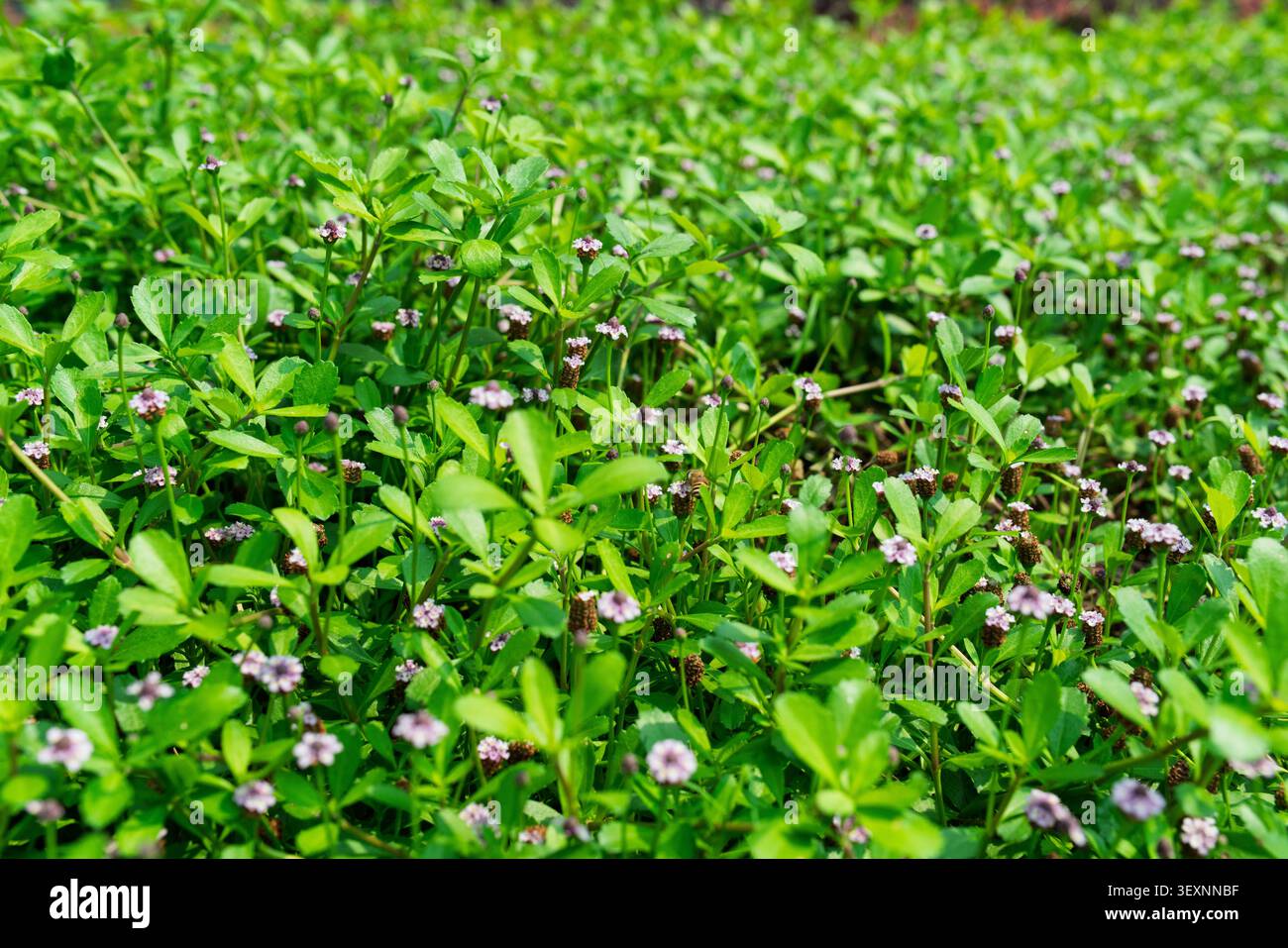 Vollbild-Texturansicht einer dichten grünen Bodendecke mit Anglerfruchtblüten (Phyla nodiflora), die im Sommer mit winzigen blassvioletten Blüten blüht. Stockfoto