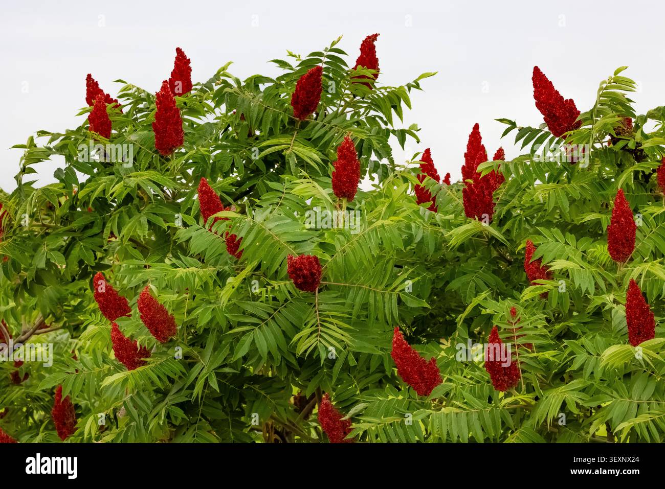 Smooth Sumac, Rhus glabra, Frucht im Mecosta County, Michigan, USA Stockfoto