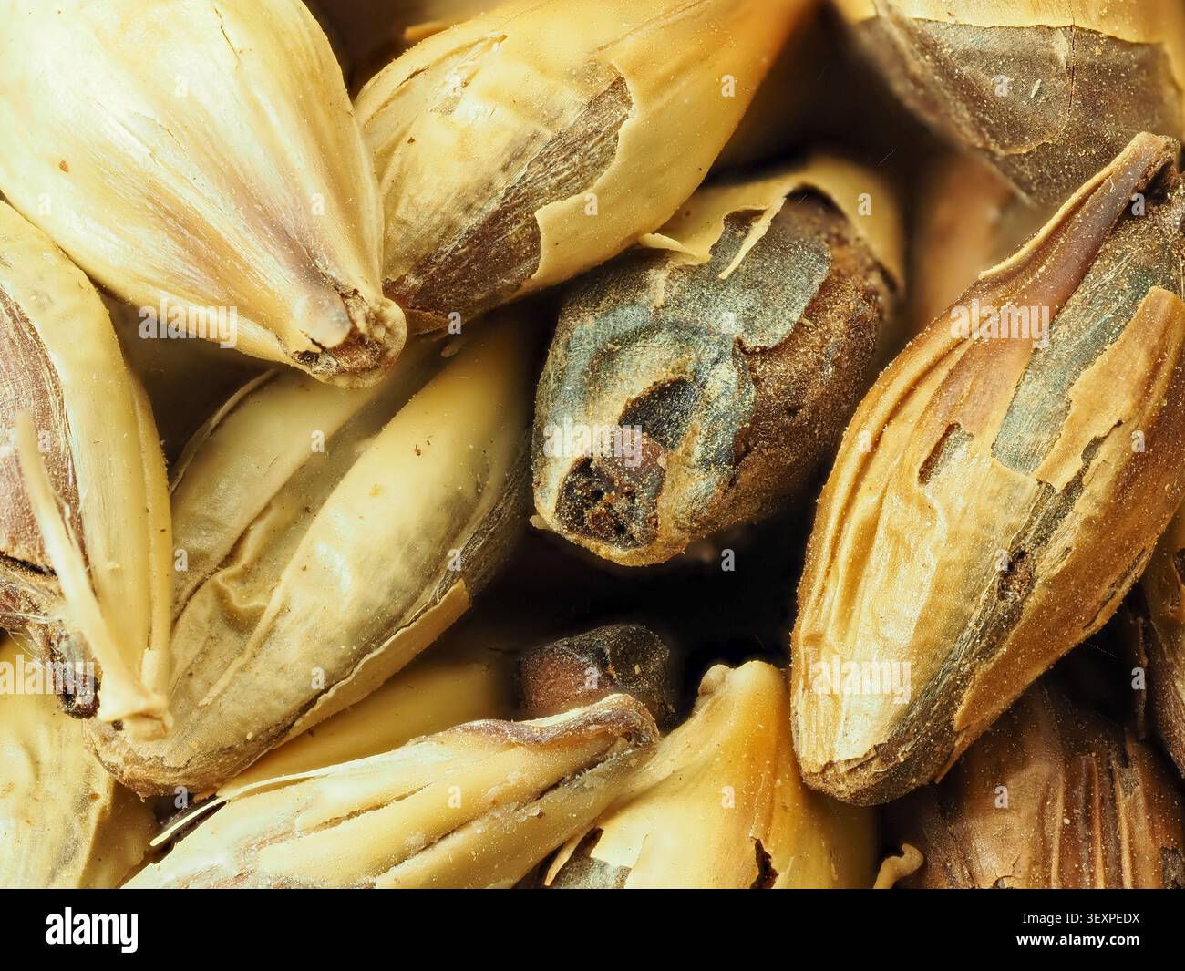 Makronaht von gemälzten Gerstenkernen mit zerrissenen Schalen und warmen Goldtönen - Textur zum Brauen und Destillieren Stockfoto
