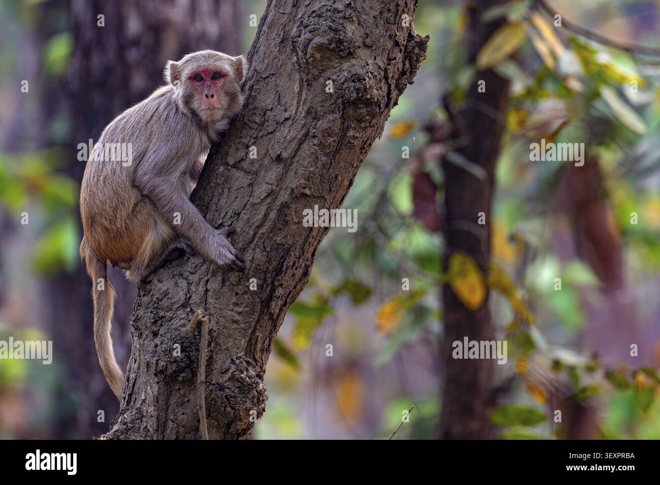 Rhesusaffen, Rhesusmakaken, Rhesusmakaken, Affen, Chitwan-Nationalpark, Dschungel, Nepal Stockfoto