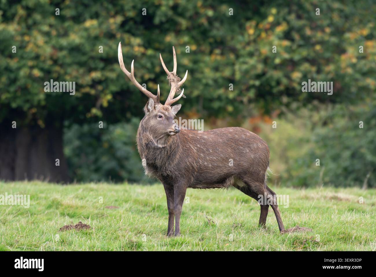 Sika-Hirsch Cervus nippon, Hirsch im Brunftstand am Waldrand. Oktober. Stockfoto