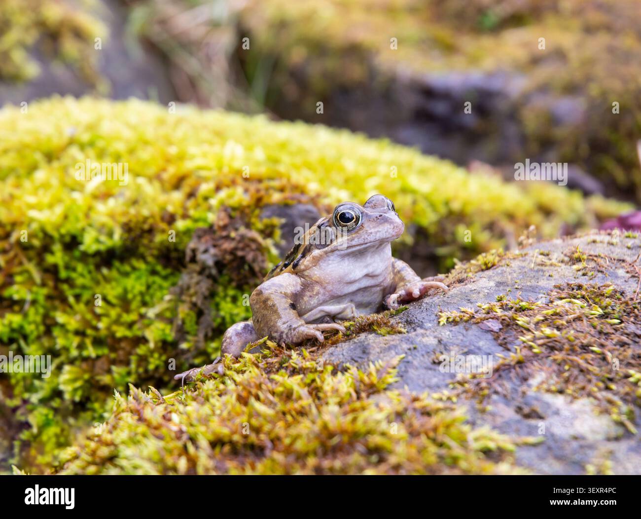 Gemeiner Frosch Rana temporaria, sitzt in moosigen Steinen im Gartensteinhaus. März. Stockfoto