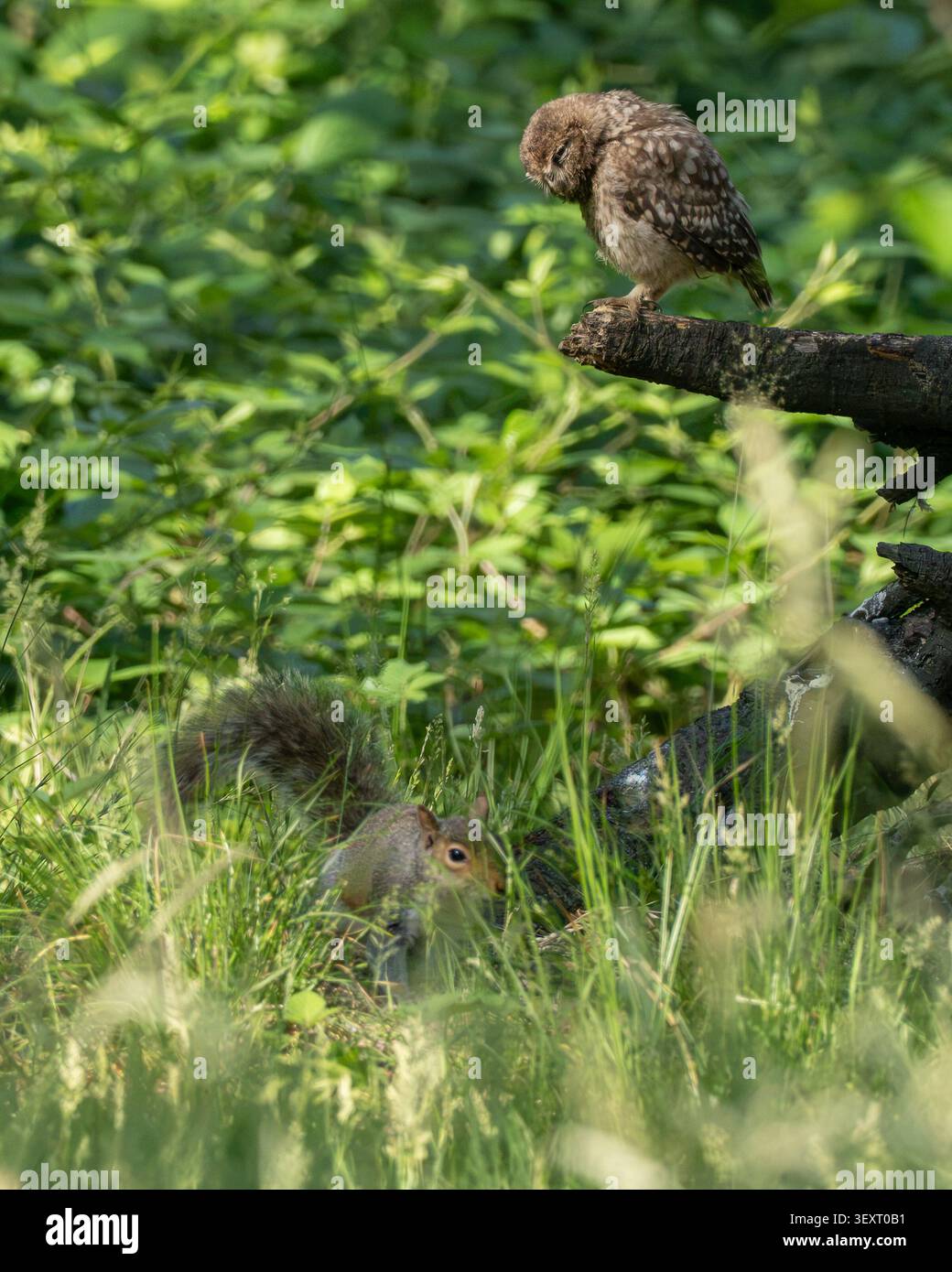Little Owlet (Athene Noctua) London, England, Großbritannien Stockfoto
