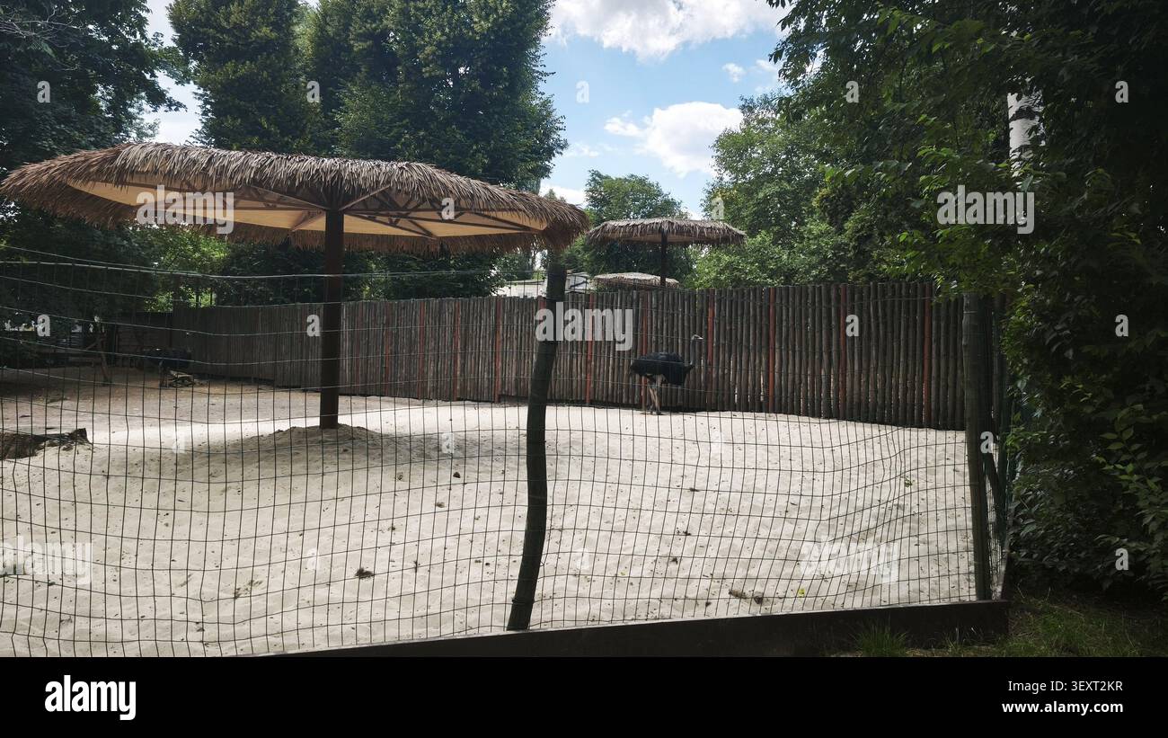 Ein großer schwarzer afrikanischer Strauß steht in einem geräumigen Zoogehege mit weißem Sand Stockfoto