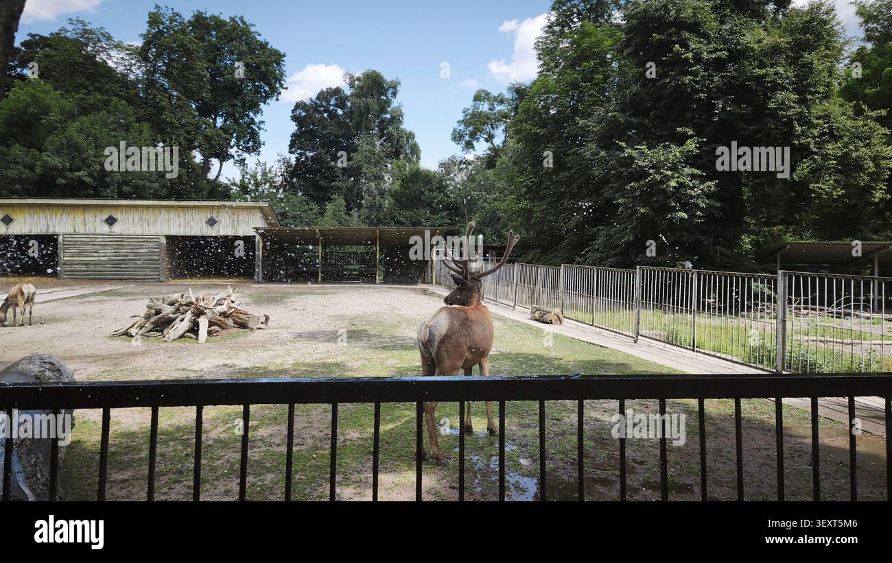 Große männliche Hirsche mit Geweih im Zoogehege der Stadt Stockfoto