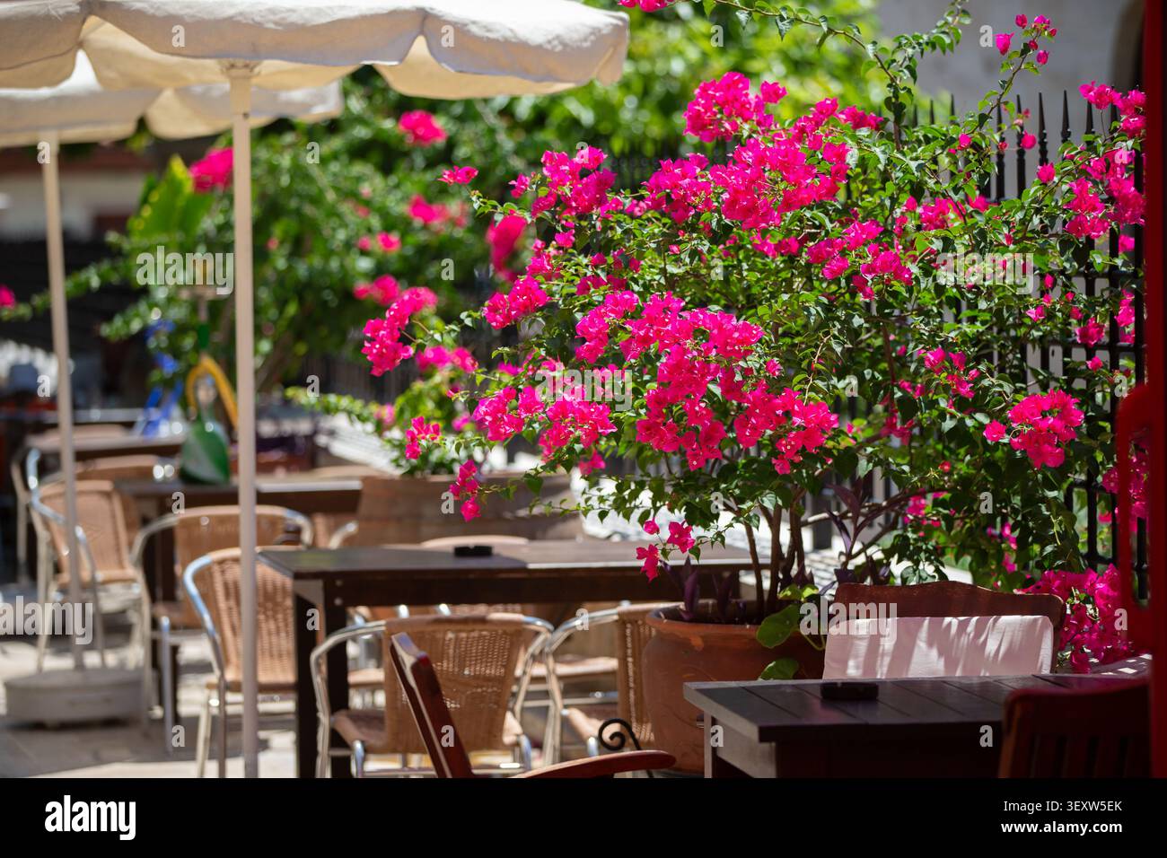 Ein lebendiger Essbereich im Freien mit blühenden rosa Bougainvillea-Pflanzen und Holztischen unter Sonnenschirmen, die eine entspannte Atmosphäre für gue schaffen Stockfoto
