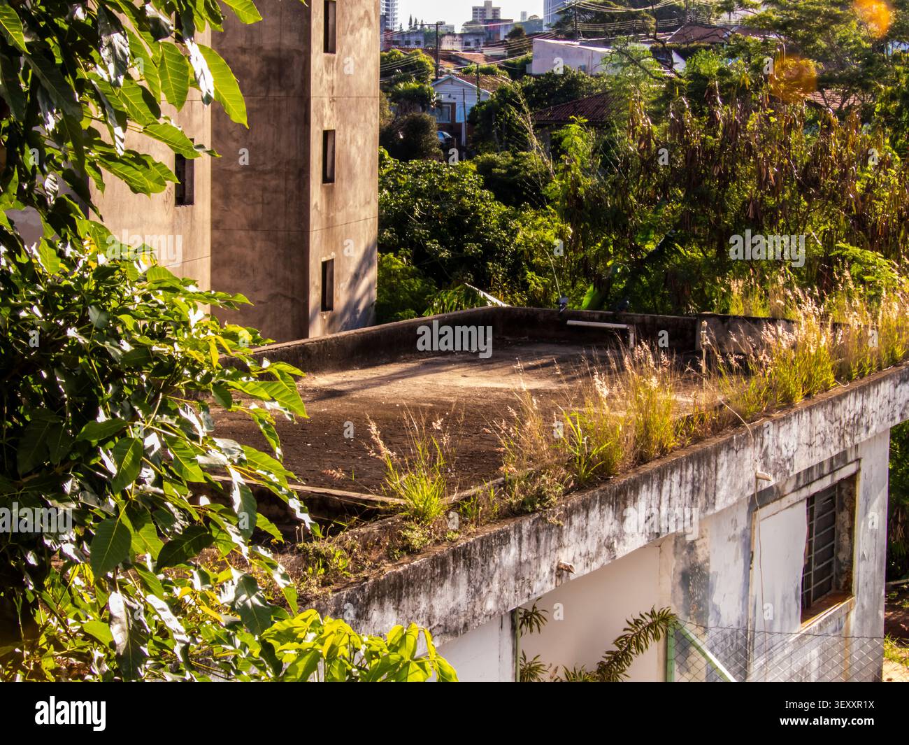 Ein verlassenes oder vernachlässigtes Flachdach aus Beton, das mit wildem Gras und Unkraut bedeckt ist, und tropische Stadtlandschaft Stockfoto