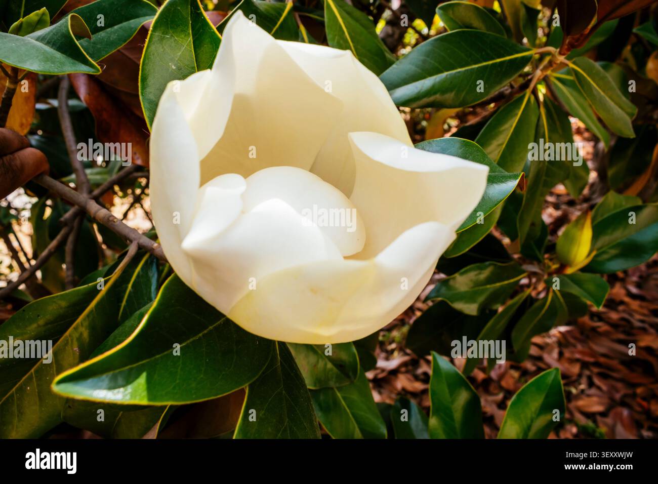 Magnolia grandiflora. Magnolia ist eine große Gattung von etwa 210 bis 340 blühenden Pflanzenarten aus der Unterfamilie Magnolioideae der Familie Magnoliaceae. Stockfoto