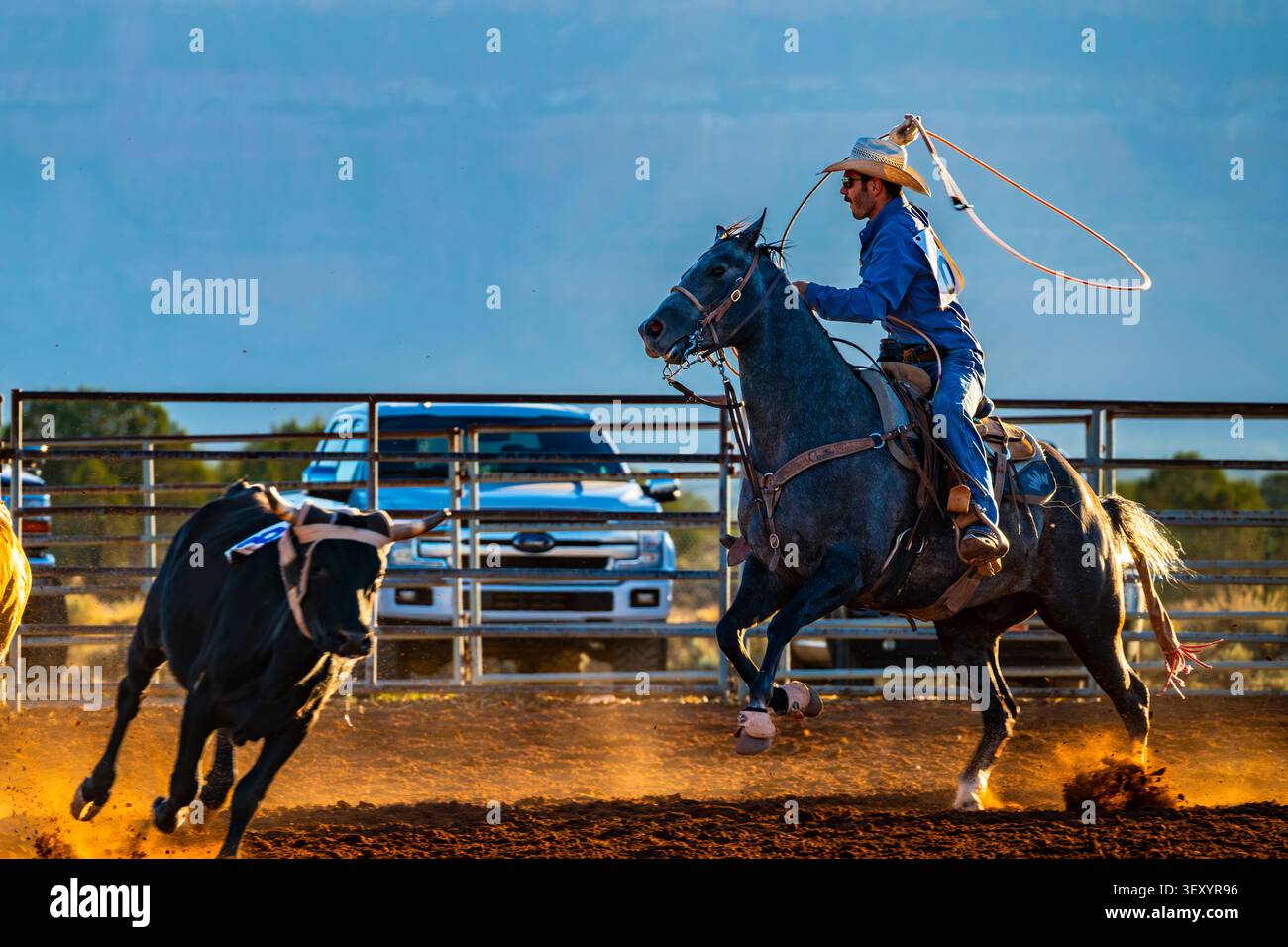 Goldene Stunde in der Rodeoarena — ein Reiter schwingt sein Seil weit, während sein grauer Hengst dem Ochsen hinterherstürmt, und der Staub glüht bernsteinfarben im schwachen Abendlicht. Stockfoto