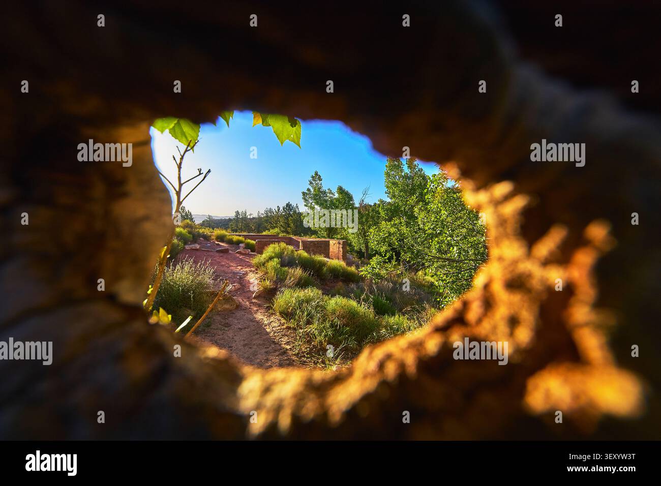 Wüstenpfad eingerahmt von hohlem Baum und üppiger Vegetation im lebendigen Morgenlicht Stockfoto