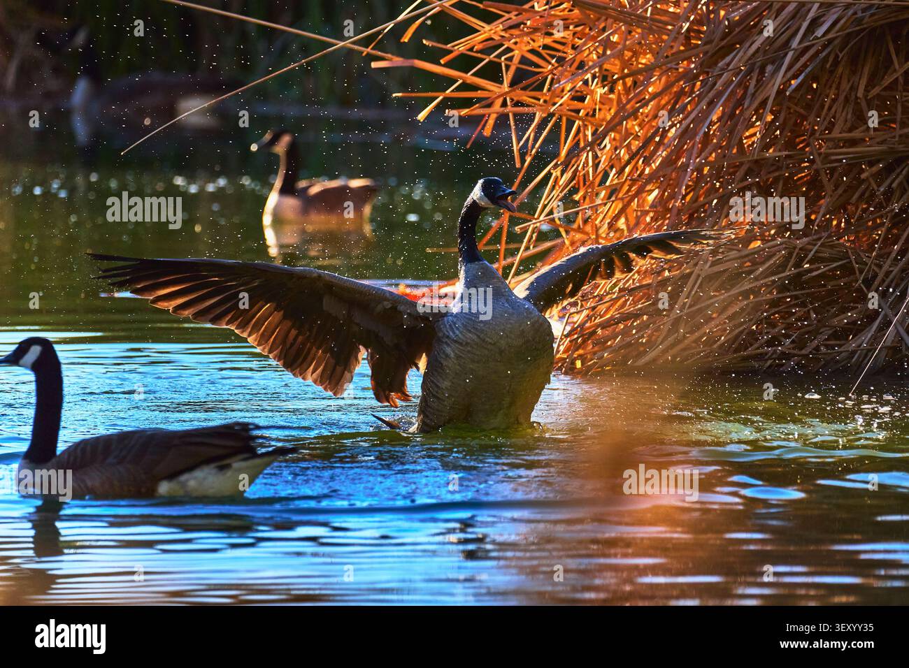 Kanada-Gans breitet ihre Flügel in einem sonnenbeschienenen Teich mit Schilf und Wasservögeln aus Stockfoto
